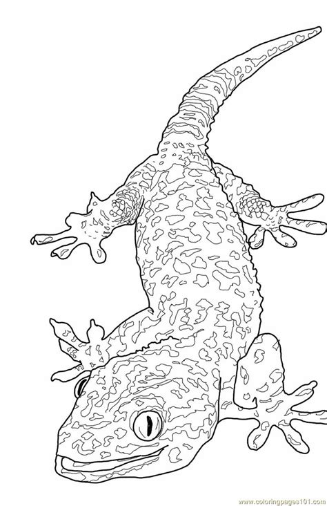 monitor lizard coloring pages   print