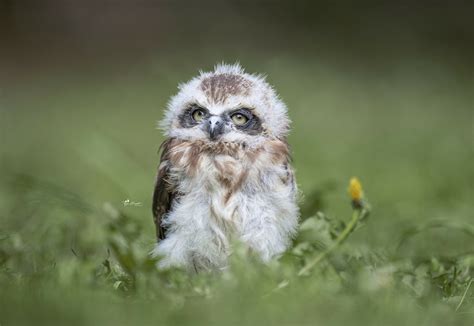 Download Baby Animal Owlet Animal Owl Hd Wallpaper