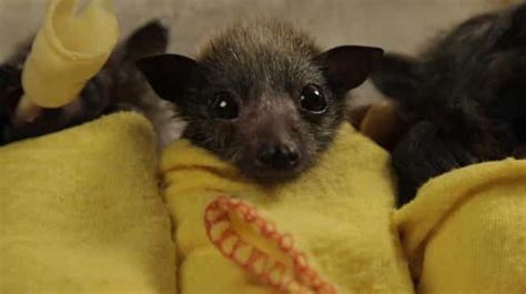 24 Cute Bats Who Are Adorable Enough To Erase Your Fear Photos