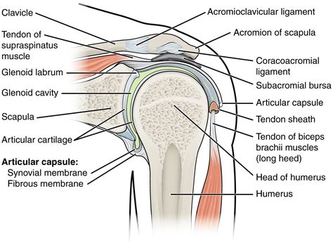 Diagram Of The Shoulder Diagram Of The Shoulder Shoulder Joint And