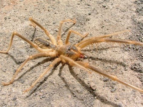 Giant Camel Spiders Images And Pictures Becuo