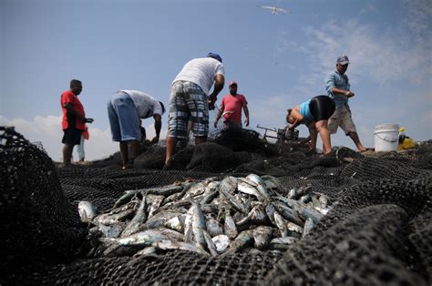 A La Baja La Actividad Pesquera En Veracruz Sedarpa E