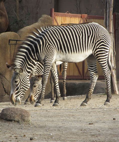 Zebras Free Stock Photo Public Domain Pictures