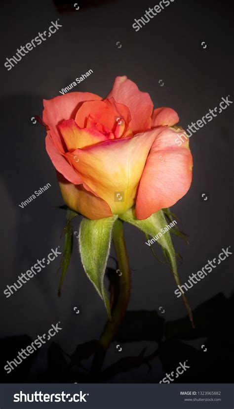 Beautiful Rose Flower Wallpaper Stock Photo 1323965882 Shutterstock