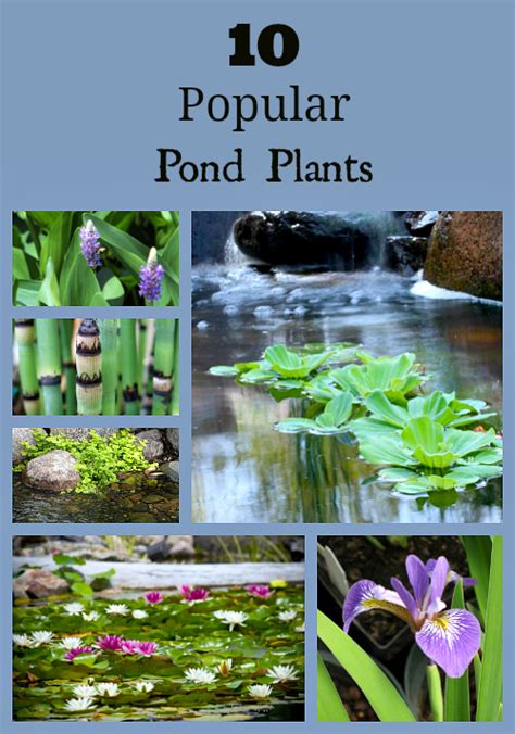 Pond Plants 10 Popular Pond Plants Aquascape Blog