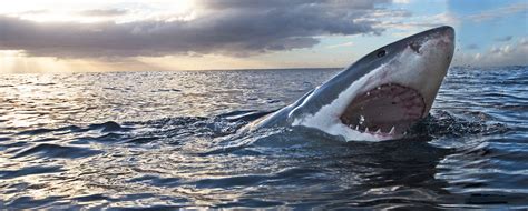 Filmmaker Jeff Kurr Talks ‘walking With Great Whites Shark Week