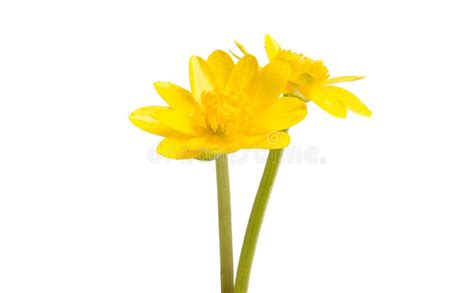 Yellow Spring Flower Isolated Stock Photo Image Of Pattern Isolated