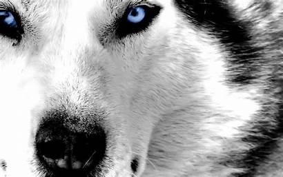 Husky Wallpapers Siberian Wolf Eyes Face Dog