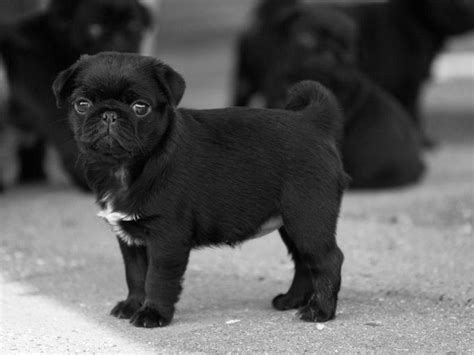 Black Pugs Are Literally The Cutest Thing Ever Pug Puppies Dog