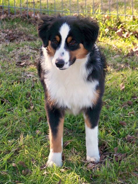 Full Grown Miniature Australian Shepherd Gabriele Sabbatini