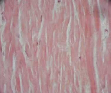 Connective Tissues Lab - David Fankhauser