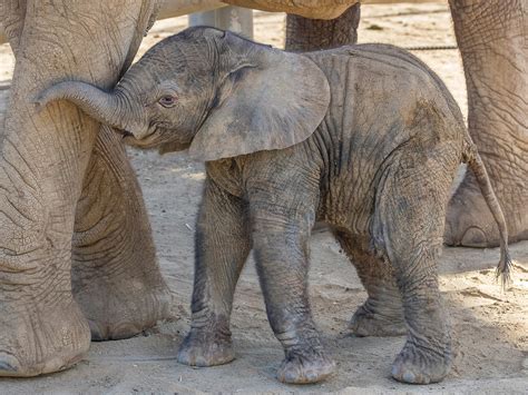 What Is The Typical Baby Elephant Weight Of A Newborn Peepsburghcom