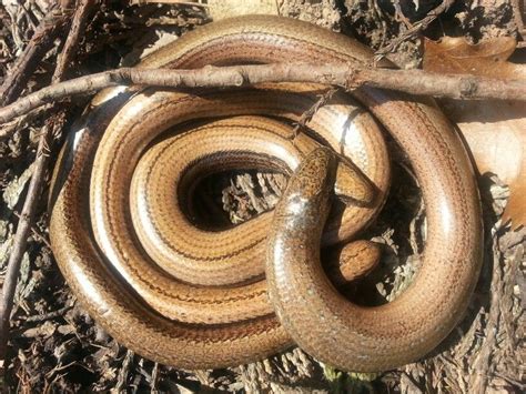Slow Worm Vs Snake All Worms