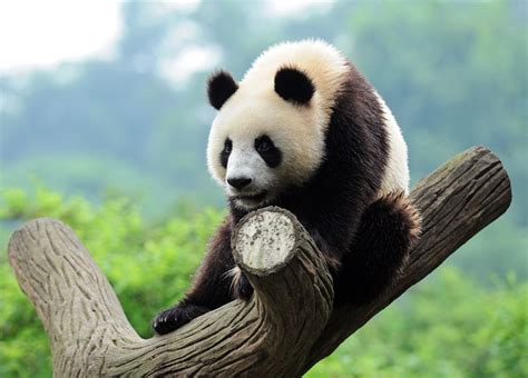 Minor Panda Update Rolls Out Fewer Than 07 Percent Of Queries