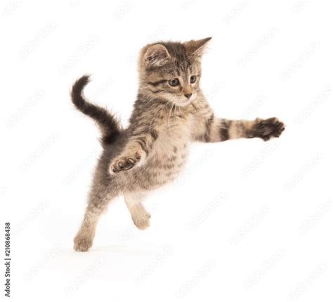 Cute Tabby Kitten Jumping Stock 写真 Adobe Stock