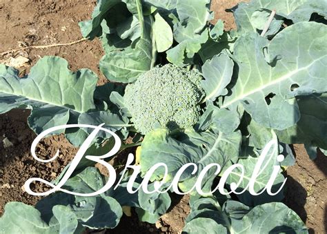 How To Grow Organic Broccoli In Your Garden