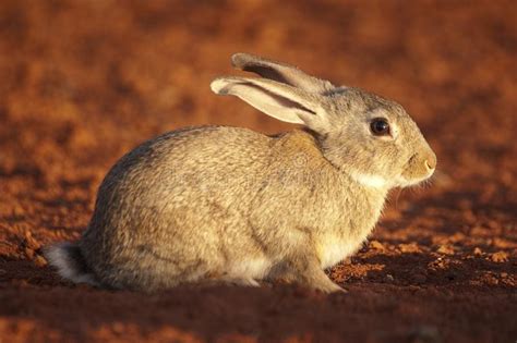 Cute Animal Rabbit In The Natural Habitat Life In The Meadow European