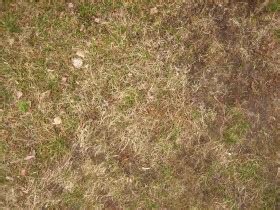 Check spelling or type a new query. Why is my grass turning brown? How can I fix it? - Wonderlawn