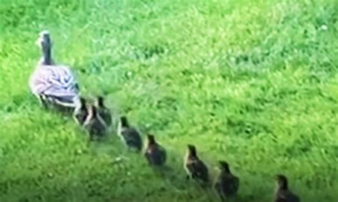 Friendly Neighbors Rescue Ducklings From A Drainage Grate For Worried Mama Duck The Rainforest