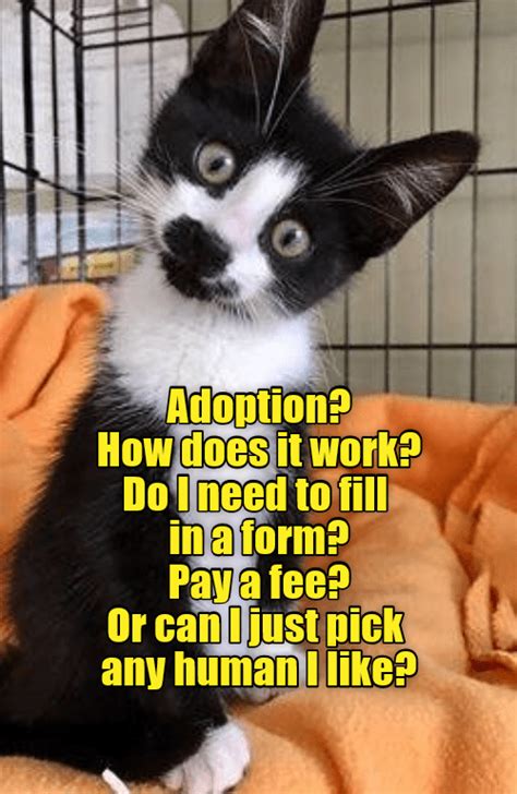 Up For Adoption Lolcats Lol Cat Memes Funny Cats Funny Cat