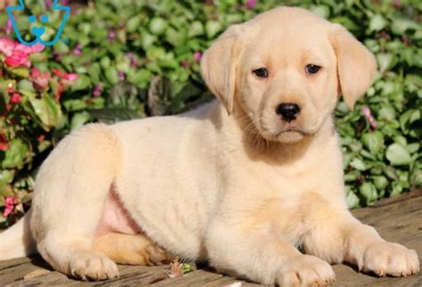 Yellow Labrador Retriever Puppies For Sale Puppy
