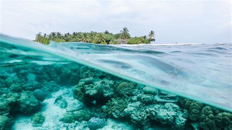Ocean Underwater Coral Reef Landscape View Trees Island Waves Hd Ocean