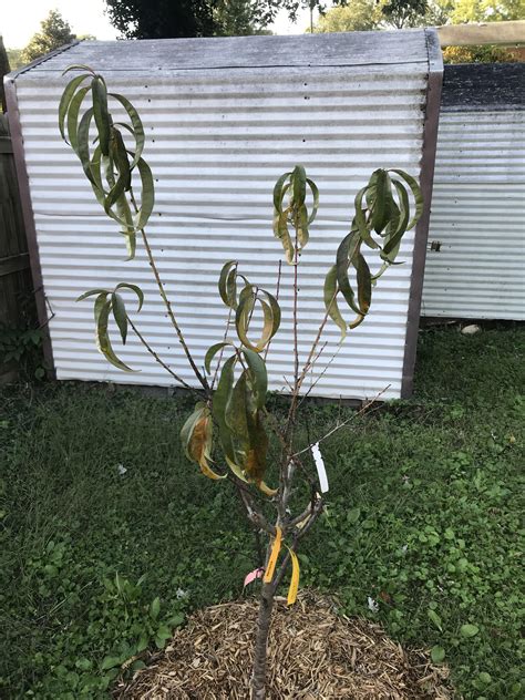 This fruit cocktail tree is already branched and it will bear multiple varieites of fruits on one tree. Help Save My Fruit Cocktail Tree : gardening