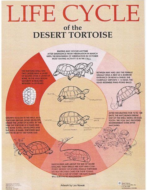 How To Properly Take Care Of A Big Tortoise Tortoises Desert
