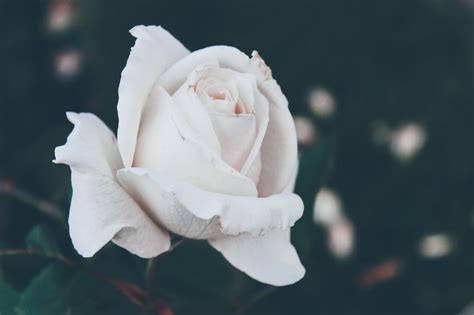 𝚂𝚒𝚘𝚛𝚊 𝙿𝚑𝚘𝚝𝚘𝚐𝚛𝚊𝚙𝚑𝚢 Siora18 Unsplash Photo Community Rose Flower