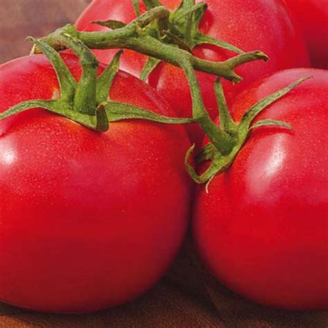 Early Girl Hybrid Tomato Gurneys Seed And Nursery Co