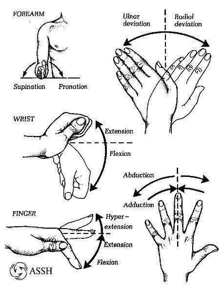 Wrist Joint Movements Essentials Of Hand Surgery Medical Anatomy Hand Surgery Anatomy