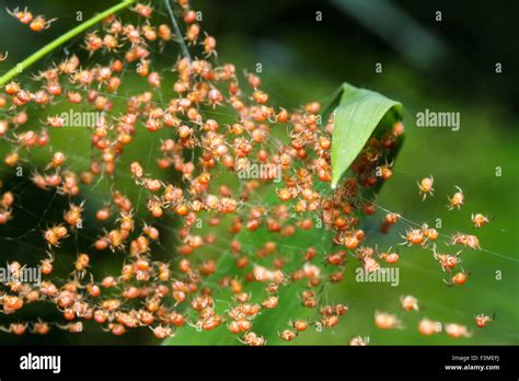 Groups Of Babies Spider Stock Photo Alamy