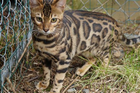 Bengal Kitten Breeder And Kittens Massachusetts By Cavscout Bengals