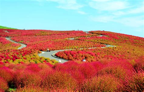 Wallpaper Field Flowers Hills Japan The Bushes National Seaside
