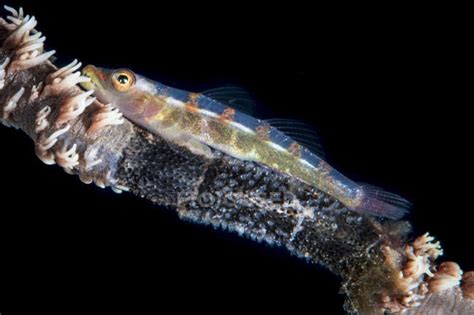 Wire Coral Goby With Eggs — Aquatic Chordata Stock Photo 173519150