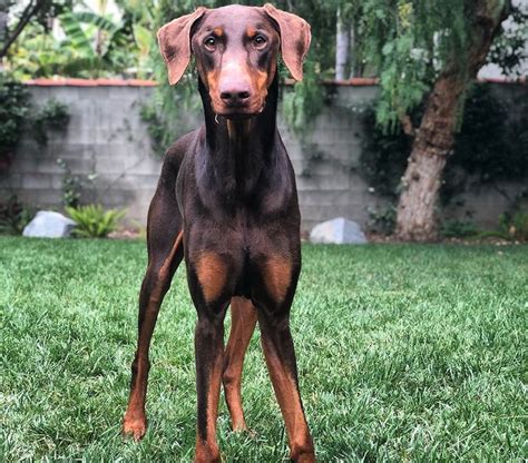 Doberman Pinscher Breed Information Guide Quirks Pictures