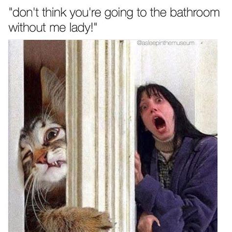 Why Do Cats Follow Us To The Bathroom Meowingtons