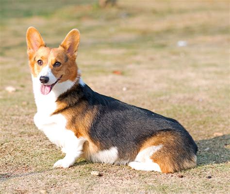 What Does Tri Color Mean In Dogs Lets Explore Keepingdog