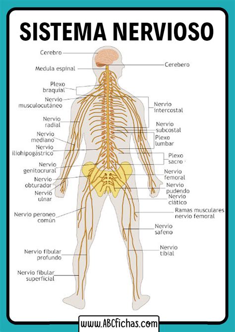 Partes Del Sistema Nervioso Humano Abc Fichas