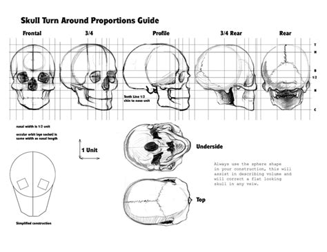 Drawing Anatomy Skull Proportions
