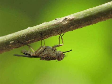 The Eradication Of The Tsetse Fly Will Boost The Livestock Sector In Senegal