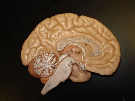 Brain Model Shows The Inside Of The Brain Corpus Callosum Flickr