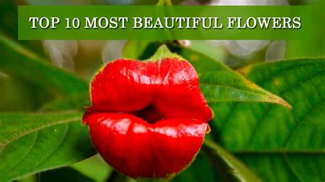 💐 Top 10 Most Beautiful Flowers In The World Youtube