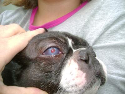This often happens after straining or coughing, which causes a broken. Care and Treatment of a Dog Eye Ulcer