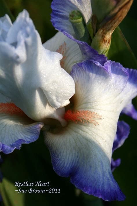 Plantfiles Pictures Tall Bearded Iris Restless Heart Iris By Tntigger