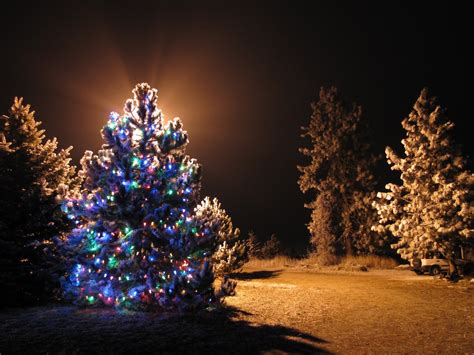 Christmas Light Trees Outdoor 10 Tips For Buyers