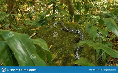 Wonderful Snake In The Wild Reptiles Wildlife Wild Nature Wild