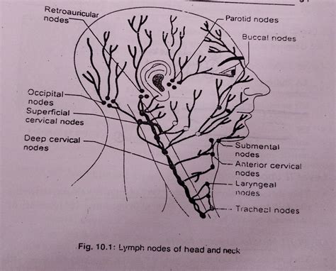 Lymph Nodes Examination Dentowesome