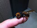 Pictures of Japanese Bees Kill Wasp