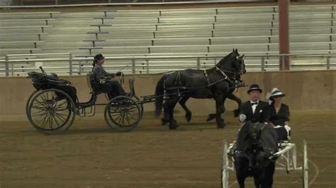 Nefhc Friesian Carriage Pleasure Driving Total Horse Channel